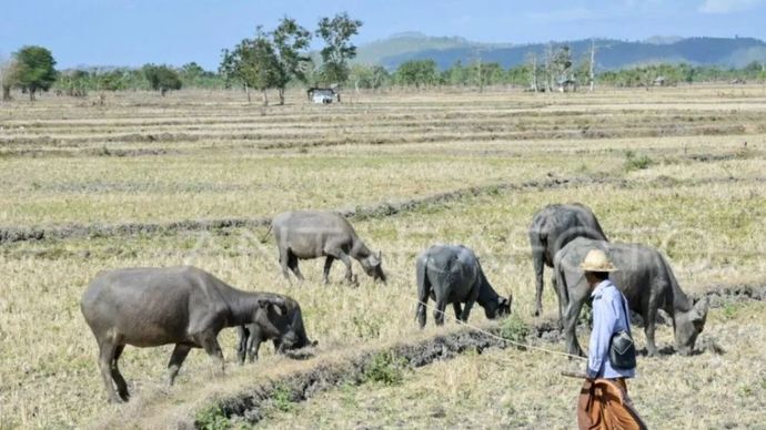 rsip - Seorang laki-laki menggembala ternak kerbaunya di persawahan tadah hujan yang mengering di Desa Penujak, Kecamatan Praya Barat, Praya, Lombok Tengah, NTB, Selasa (17/9/2024).