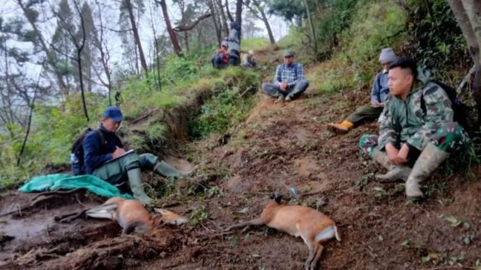 Petugas Gakkum Kemenhut bersama barang bukti hasil perburuan satwa liar dilindungi di kawasan konservasi Taman Nasional Gunung Merbabu, Jawa Tengah.