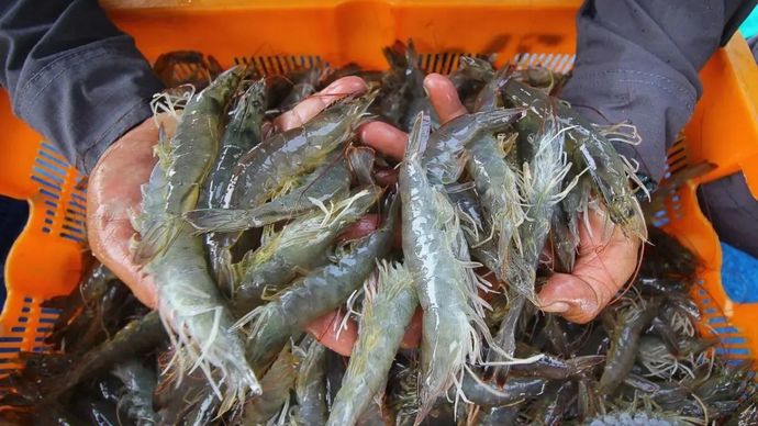 Ilustrasi - Udang vaname. 