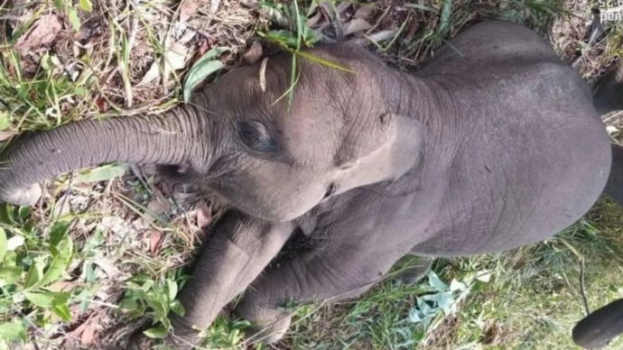 Anak gajah bernama Tari ditemukan mati di TN Tesso Nilo, Kabupaten Pelalawan, Riau, Rabu 10 September 2025 pagi. ANTARA/HO-Balai TNTN Kabupaten Pelalawan