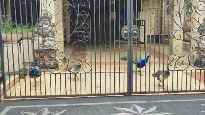 Burung merak terlihat di halaman rumah warga di Jalan Baladewa, Kelurahan Duren Sawit, Jakarta Timur, Senin (29/9/2025).