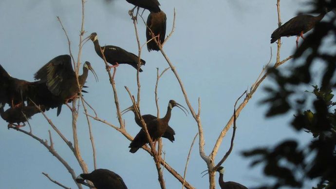 Foto tanpa tanggal menunjukkan burung ibis bahu putih sedang duduk di pohon di Suaka Margasatwa Siem Pang di Provinsi Stung Treng, Kamboja. ANTARA/Handout via Xinhua/Vichet/BirdLife di Kamboja