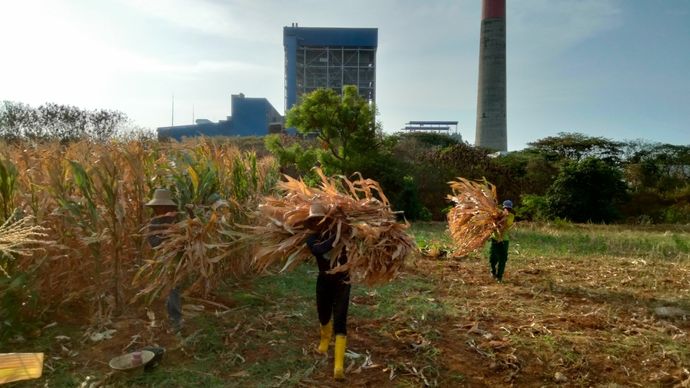 Petani jagung di Kabupaten Tuban, Jawa Timur. 