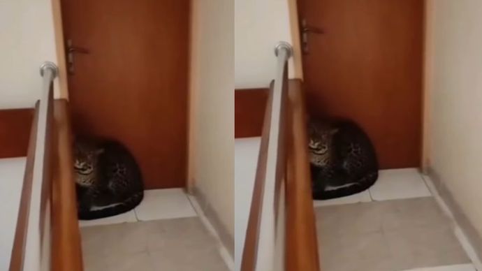 Macan Tutul Liar Masuk ke Hotel di Bandung