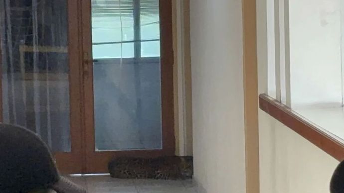 Tim gabungan melalukan evakuasi terhadap seekor macan tutul yang ditemukan berada di dalam Hotel Anugerah Kota Bandung, Jawa Barat, Senin (6/10/2025). 