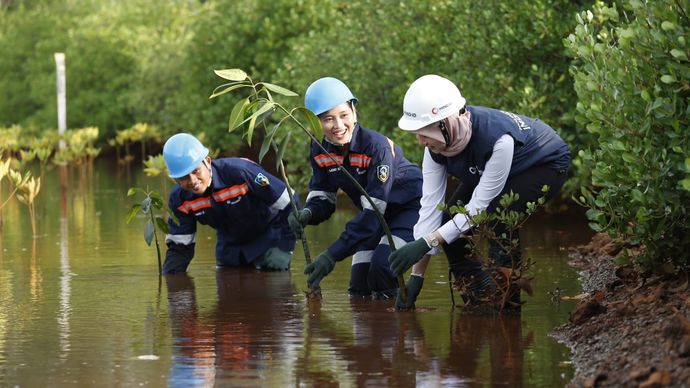 Program penanaman mangrove oleh MIND ID