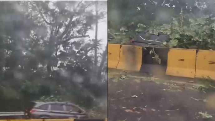 Pohon tumbang di Halim