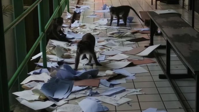 Aksi sekelompok monyet membuat heboh lingkungan kampus Institut Pertanian Bogor (IPB). 