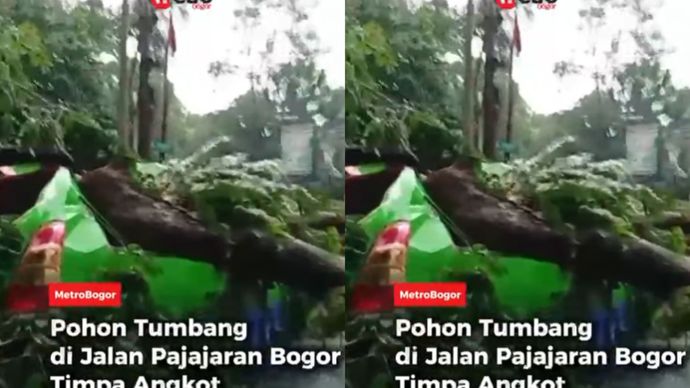 Pohon berukuran besar tumbang dan menimpa angkutan kota (angkot) di Jalan Raya Pajajaran, Kota Bogor, tepatnya di dekat Mako Damkar Sukasari pada Senin (3/11). 