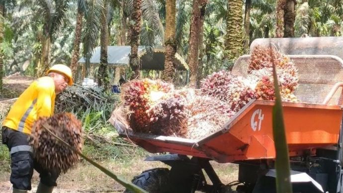 Ilustrasi - Seorang pekerja menaikkan tandan buah segar (TBS) sawit ke dalam kendaraan pengangkut usai panen di perkebunan PT GSDI Kabupaten Kota Waringin Barat, Kalimantan Tengah, Kamis, 30 Oktober 2025. (Antara/Subagyo)