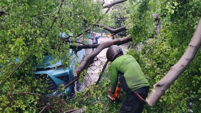 Petugas saat mengevakuasi pohon tumbang di Jakarta Pusat, Jumat, 14 November 2025. ANTARA/HO-Sudin Tamhut Jakpus