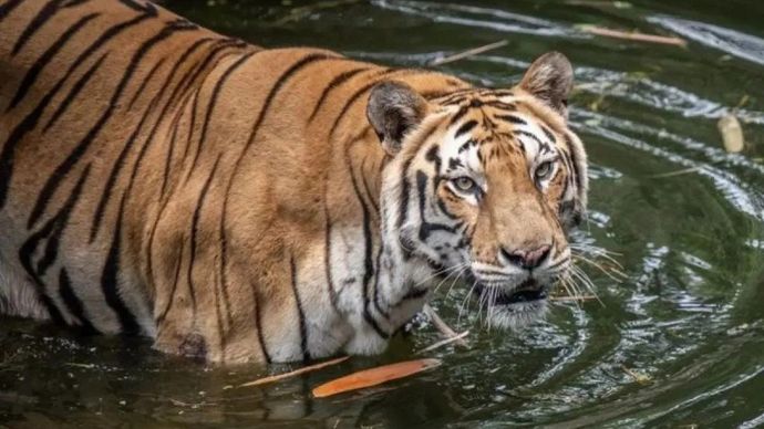 Seekor Harimau Benggala (Panthera tigris tigris) bermain di Taman Margasatwa Ragunan, Jakarta, Kamis 1 April 2024. ANTARA FOTO/Bayu Pratama S/foc.