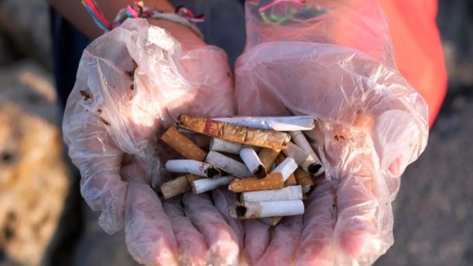 Ilustrasi: Siswa SD Negeri 3 Sanur menunjukkan sampah putung rokok saat rangkaian acara Gerakan Bersama Anak Anti Asap Rokok (GEBRAAAK) di kawasan Pantai Mertasari, Denpasar, Bali. ANTARA FOTO/Nyoman Hendra Wibowo/rwa.