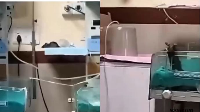 Tikus di Kamar NICU Rumah Sakit India