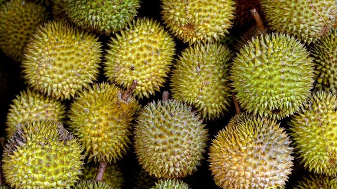 Buah Durian