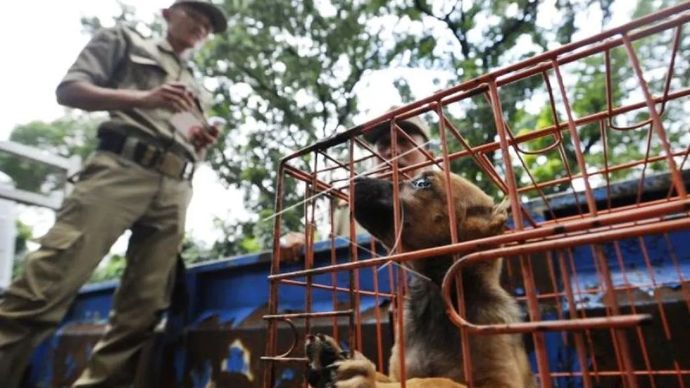 Ilustrasi - Petugas Satuan Polisi Pamong Praja (Satpol PP) mendata anjing yang disita saat razia perdagangan anjing di Jalan Latuharhary, Menteng, Jakarta, Kamis, 9 April 2015. ANTARA FOTO/Wahyu Putro A/Rei/nz.