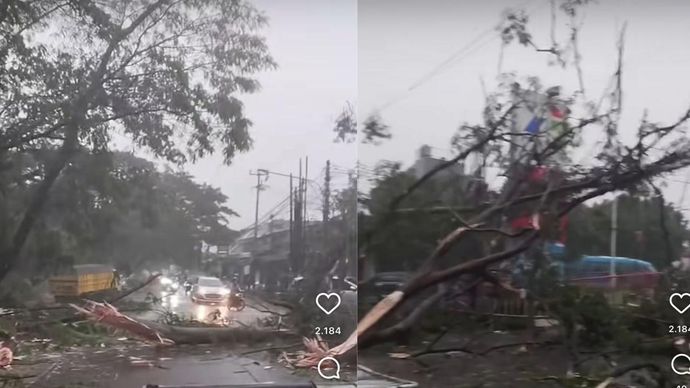 Pohon Tumbang Akibat Hujan Angin Tutup Sebagian Jalan di Cipayung Depok 