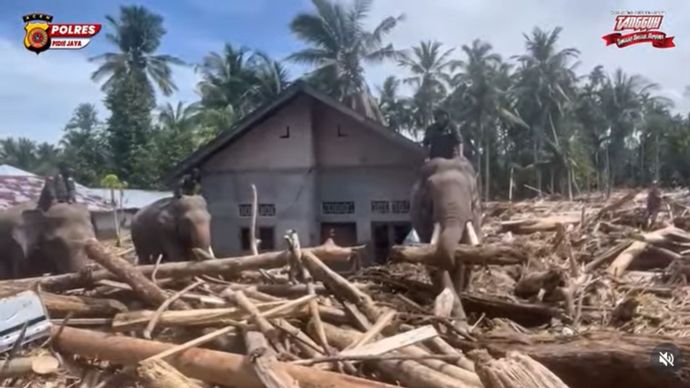Gajah Bantu Bersihkan Material Banjir Aceh