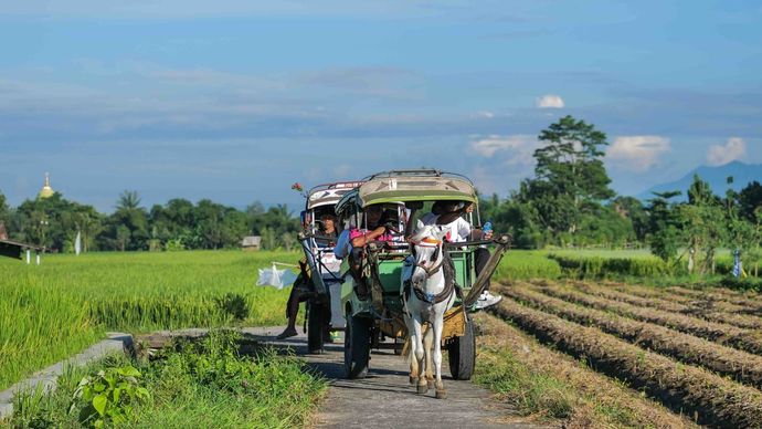 Mengelilingi hamparan sawah di Desa Wisata Hijau Bilebante, Lombok 