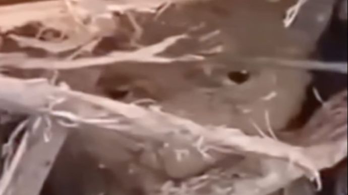 Viral Anak Ini Selamat Sampai Terkubur Kayu dan Lumpur saat Banjir Sumatera