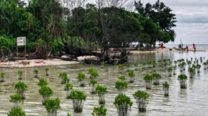Ilustrasi: Penanaman bibit mangrove di kawasan Pulau Biawak, Pulau Pari, Kabupaten Kepulauan Seribu. ANTARA/HO-Pemkab Kepulauan Seribu