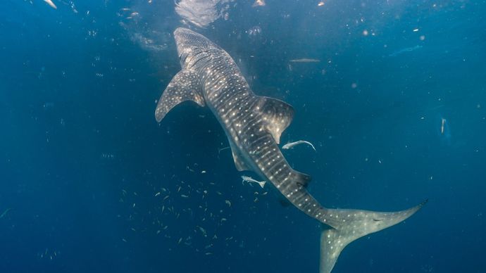 Hiu paus (Rhincodon typus) di perairan Kepulauan Derawan, Kalimantan Timur.