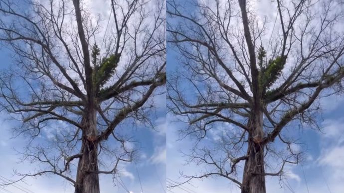 Pohon Randu Alas Borobudur