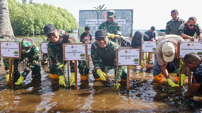 Kogabwilhan III tanam 1.000 pohon mangrove di Pantai Gambesi, Ternate, Maluku Utara. 
