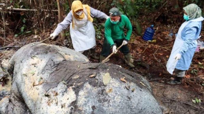 Tim Kepolisian dan BB KSDA Riau melakukan Olah TKP kematian gajah di Pelalawan.
