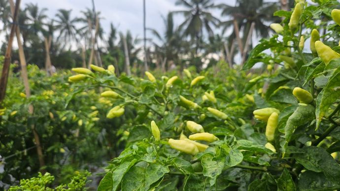 Kementerian Pertanian (Kementan) memastikan ketersediaan aneka cabai di Provinsi Jawa Barat dalam kondisi sangat aman untuk memenuhi kebutuhan masyarakat menjelang Bulan Suci Ramadhan dan Hari Raya Idul Fitri 1447 Hijriah.  