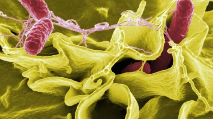 Ilustrasi - Bakteri Salmonella. ANTARA/Pixabay/skeeze/am. 