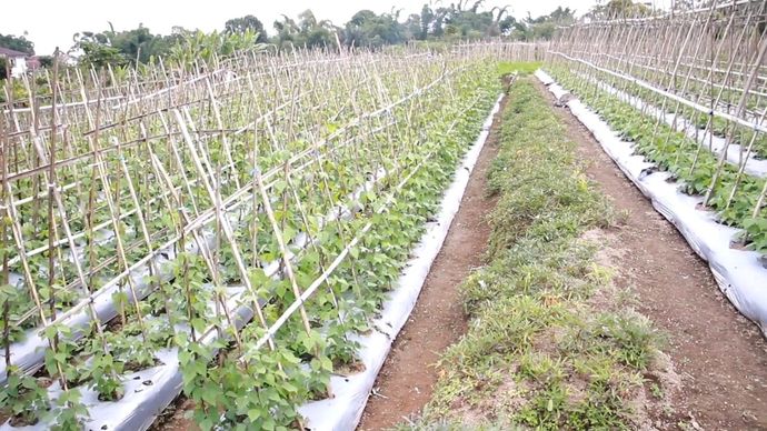 Program Makan Bergizi Gratis (MBG) di Kabupaten Manggarai, Nusa Tenggara Timur (NTT), membuat petani semangat menanam.