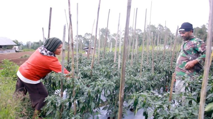 3.000 pohon buncis di NTT terserap berkat program makan bergizi gratis