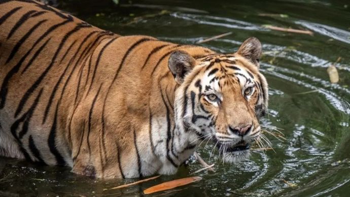 Arsip - Ilustrasi - Seekor Harimau Benggala (Panthera tigris tigris) bermain di Taman Margasatwa Ragunan, Jakarta. ANTARA FOTO/Bayu Pratama S/foc/am.