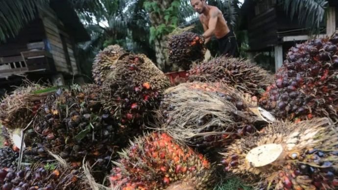 Ilustrasi: Petani mengangkut tandan buah segar (TBS) kelapa sawit seusai panen. ANTARA/Syifa Yulinnas
