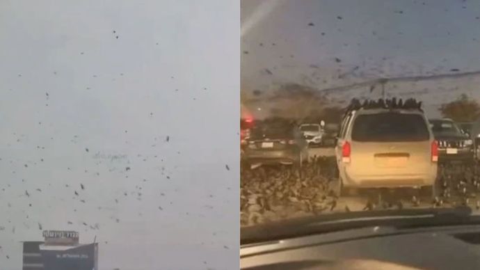 Komplotan Burung Gagak Serbu Tel Aviv Israel