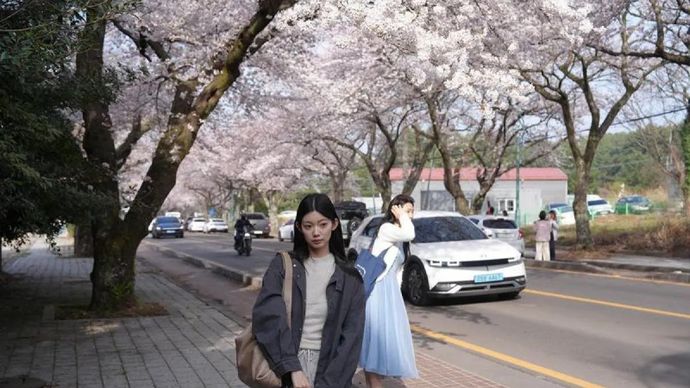Kendaraan melintas di bawah bunga sakura yang sedang mekar di sepanjang jalan dekat Universitas Nasional Jeju di Pulau Jeju, Korea Selatan, Selasa (31/3/2026). ANTARA/Xinhua/Zhu Hui/aa.