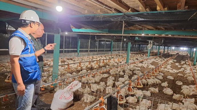 Kehadiran energi listrik yang andal dan terjangkau berdampak positif bagi daya beli masyarakat dan pertumbuhan ekonomi, salah satunya terhadap usaha pembibitan ayam di Muara Enim, Sumatera Selatan.