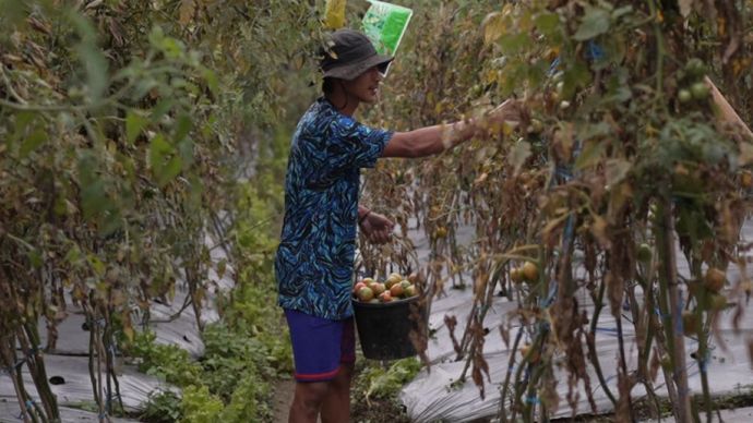 Petani muda asal Dusun Pasah, Desa Senden, Kecamatan Selo, Boyolali, Jawa Tengah, Yusron Soleh (30), merasakan dampak program MBG. (Foto: Dok/Istimewa/Bakom RI) 