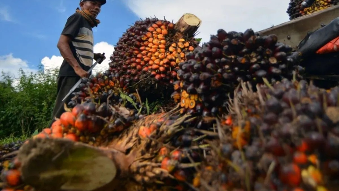 Ilustrasi - Petani memanen kelapa sawit. ANTARA/Iggoy el Fitra