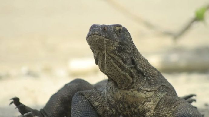 Seekor Komodo (Veranus Komodoensis) sedang berjemur di pesisir pantai Pulau Komodo, Taman Nasional (TN) Komodo, Kabupaten Manggarai Barat, Nusa Tenggara Timur (NTT). ANTARA FOTO/Kornelis Kaha.