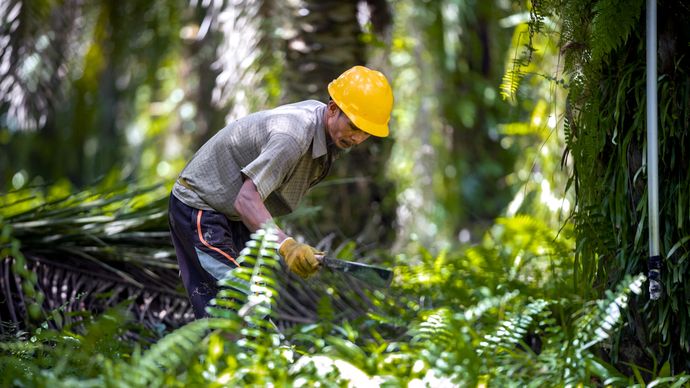 industri kelapa sawit nasional