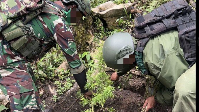 Aparat Polri bersama TNI menemukan ladang ganja di kawasan Pegunungan Bintang, Papua Pegunungan. 