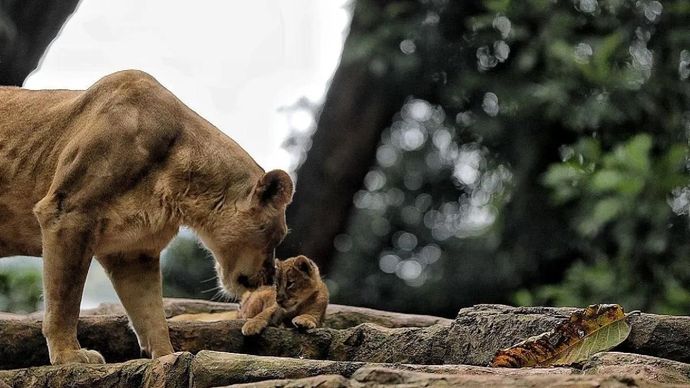 Arsip - Situasi Kebun Binatang Bandung (Bandung Zoo), Kota Bandung, Jawa Barat. ANTARA/Rubby Jovan