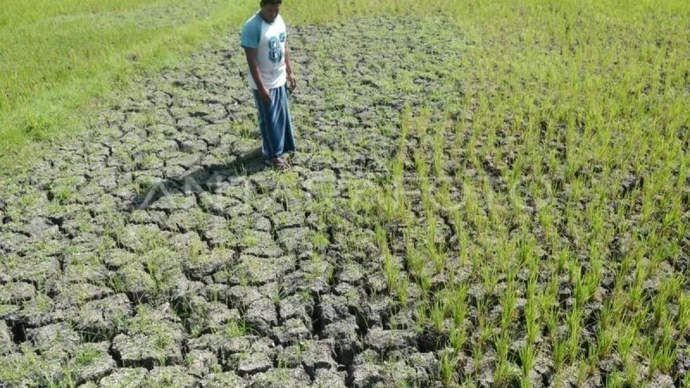 Ilustrasi - Petani mengamati tanaman padi berumur sekitar dua bulan yang mengalami kekeringan akibat kemarau di desa Pekan Biluy, Kecamatan Darul Kamal, kabupaten Aceh Besar, Aceh. ANTARA FOTO/Ampelsa