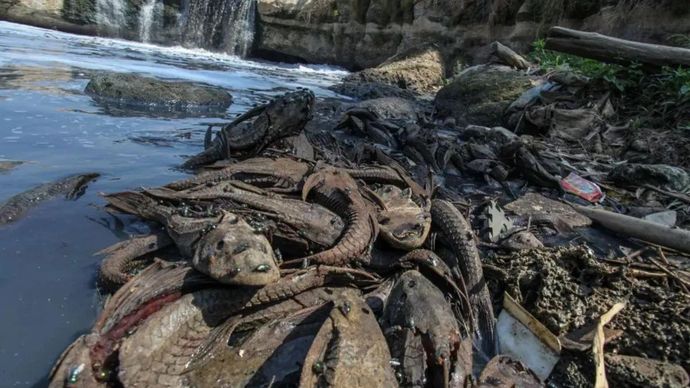 Arsip Foto - Bangkai ikan sapu-sapu (Pterygoplichthys pardalis) tergeletak di pinggir Sungai Cileungsi, kawasan Ciangsana, Gunung Putri, Kabupaten Bogor, Jawa Barat, Selasa (12/9/2023). Menurut Komunitas Peduli Sungai Cileungsi-Cikeas (KP2C) pencemar