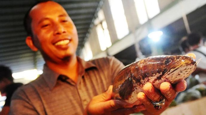Ilustrasi - Penjual ikan memperlihatkan ikan gabus (Channa striata) yang dijualnya dengan harga Rp45 ribu per kilogram, di Pasar Flamboyan, Pontianak, Kalbar. ANTARA FOTO/JESSICA HELENA WUYSANG