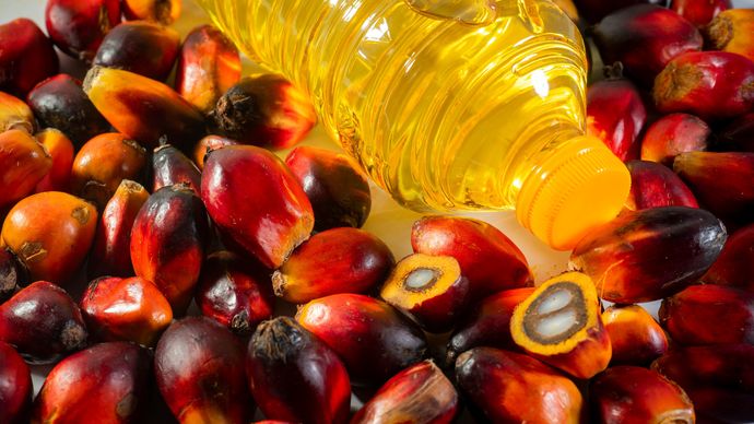 Lonjakan harga kemasan plastik telah memicu kenaikan harga minyak goreng 