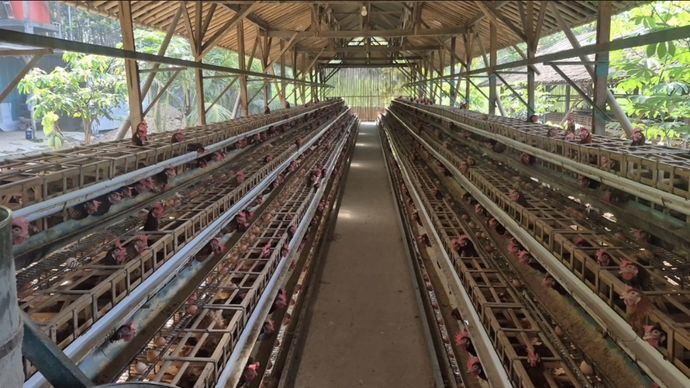 Program Makan Bergizi Gratis (MBG) sukses membantu peternak ayam di Sukoharjo menyerap seluruh hasil produksinya melalui pasokan ke berbagai Satuan Pelayanan Pemenuhan Gizi (SPPG), sekaligus memastikan ketersediaan protein berkualitas bagi anak-anak Indonesia.