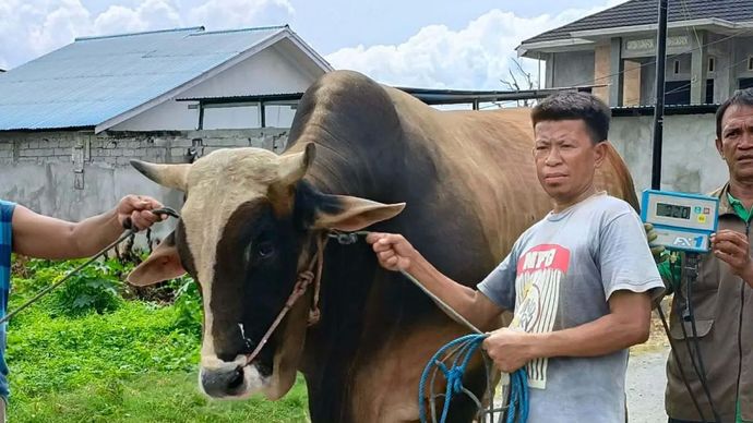 Sapi berbobot 922 kilogram bernama Si Kentung milik peternak lokal di Kota Palu dibeli Presiden RI Prabowo Subianto disiapkan untuk disembelih di Kota Palu, Sulawesi Tengah pada momen lebaran Idul Adha 1447 Hijriah/2026. ANTARA/HO-Dinas peternak Kabonena